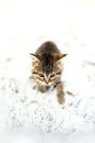 Grey Domestic Shorthair Tabby Cat Kitten Prowling the the Snow