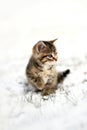 Grey Domestic Shorthair Tabby Cat Kitten Sitting the the Snow Royalty Free Stock Photo