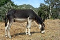 Grey donkey