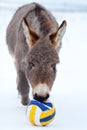 Grey donkey with ball Royalty Free Stock Photo