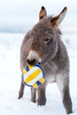 Grey donkey with ball Royalty Free Stock Photo