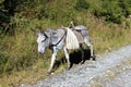 Grey donkey carrying a bag