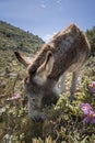 Donkey eating Royalty Free Stock Photo