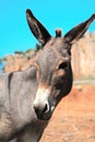 Grey donkey in field