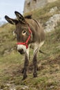 Grey donkey, close-up photography