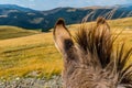 Donkey staring at Mountain landscape