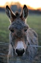 Grey Donkey Portrait