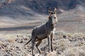 Mountains goat on rocky volcanic hillsides, Fuerteventura, Canary islands, Spain in winter Royalty Free Stock Photo