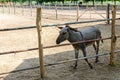 Donkey on a farmland