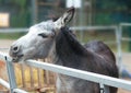 Grey donkey in the zoo, smiles and eats Royalty Free Stock Photo
