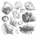 Grey doodle seashell silhouettes isolated on white Royalty Free Stock Photo