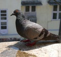 Grey dove Royalty Free Stock Photo
