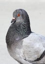 A grey dove basking in the sun