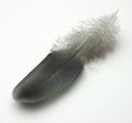Grey Dove Feather