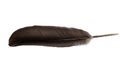 Grey dove feather on white background Royalty Free Stock Photo