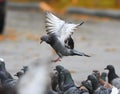 The grey dove flies to spread its wings over the birds