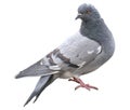 Grey dove isolated on a white background. Feral Pigeon