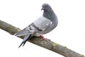 Grey dove isolated on a white background. Feral Pigeon