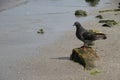 Grey dove rock sea Royalty Free Stock Photo