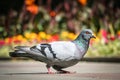 Grey dove Royalty Free Stock Photo