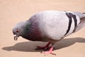 Grey dove standing on sandy ground