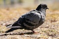 A grey dove stands on the ground on a sunny day. Royalty Free Stock Photo