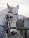 Grey dressage horse being ridden in a snaffle bridle