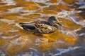 Grey duck in clear amber water