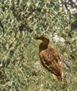 Grey duck on crystal clear water