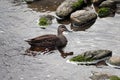 Grey Duck near lake Matheson, New Zealand