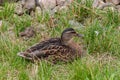 Grey duck Pacific black duck sitting on a meadow Royalty Free Stock Photo