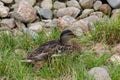 Grey duck Pacific black duck sitting on a meadow Royalty Free Stock Photo