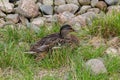 Grey duck Pacific black duck sitting on a meadow Royalty Free Stock Photo
