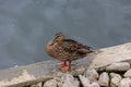 Grey duck Pacific black duck staying on a stone in water