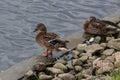 Grey duck Pacific black duck staying on a stone in water