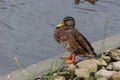 Grey duck Pacific black duck staying on a stone in water