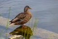 Grey duck Pacific black duck staying on a stone in water