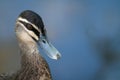 Grey duck portrait Royalty Free Stock Photo