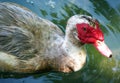 Grey duck with red beak