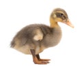 Grey duckling isolated on white background Royalty Free Stock Photo
