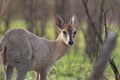 Grey Duiker Royalty Free Stock Photo