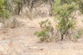 Grey Duiker in Kruger Park South Africa Royalty Free Stock Photo