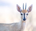 Grey duiker at waterhole at Witsand South Africa Royalty Free Stock Photo