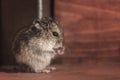 Grey dwarf hamster Gray Hamster macro, stands washing his own fluffy fur Royalty Free Stock Photo