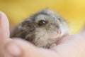 Grey dwarf hamster Gray Hamster macro, stands hairy, fur, stands Royalty Free Stock Photo