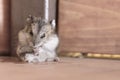 Grey dwarf hamster Gray Hamster macro, washed cleaned stands hairy, fur, stands Royalty Free Stock Photo