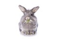 Grey dwarf rabbit Royalty Free Stock Photo