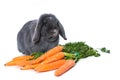 Grey dwarf rabbit with carrots isolated on white Royalty Free Stock Photo