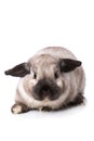 Grey dwarf rabbit on white Royalty Free Stock Photo