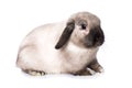 Grey dwarf rabbit on white Royalty Free Stock Photo